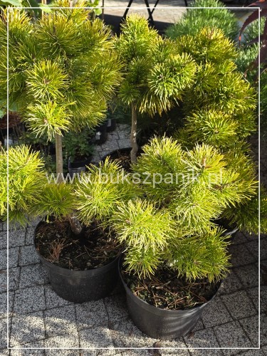 Sosna wydmowa Chief Joseph - pinus contorta c12, 70cm