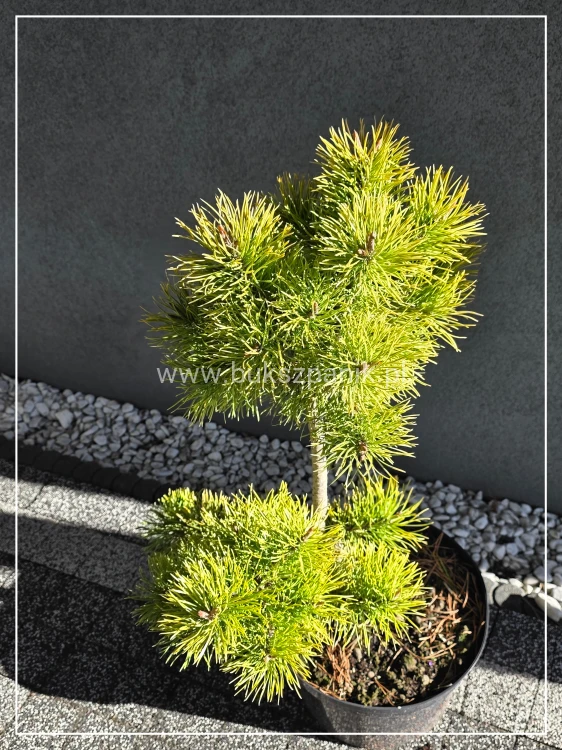 Sosna wydmowa Chief Joseph - pinus contorta c12, 70cm