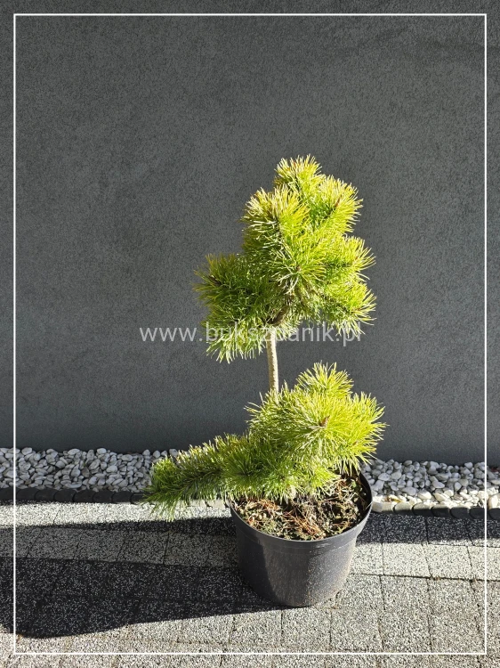 Sosna wydmowa Chief Joseph - pinus contorta c12, 70cm