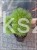 Sosna czarna Rockley WB - Pinus nigra C:40cm