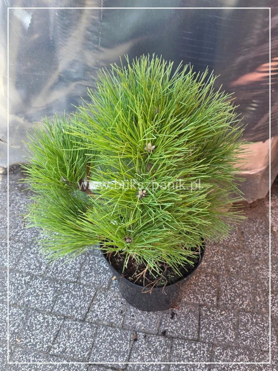 Sosna czarna Rockley WB - Pinus nigra C:40cm