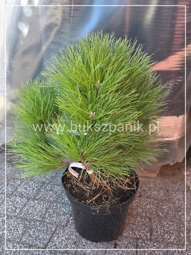 Sosna czarna Rockley WB - Pinus nigra C:40cm