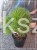 Sosna czarna Rockley WB - Pinus nigra C:40cm