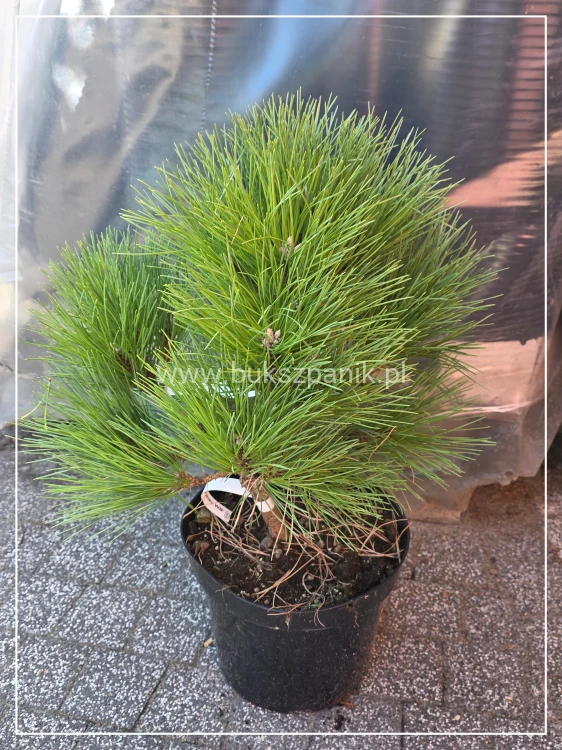 Sosna czarna Rockley WB - Pinus nigra C:40cm