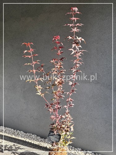 Klon palmowy ‘Twombly’s Red Sentinel’- Acer palmatum H: 150cm