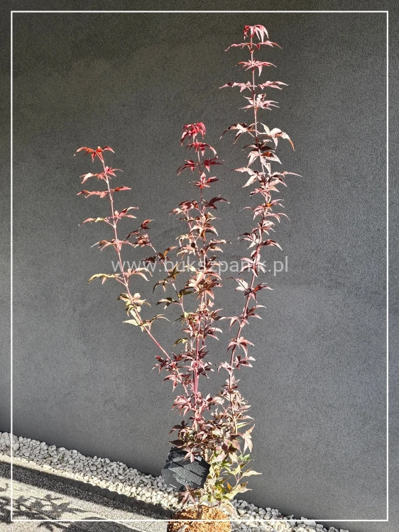 Klon palmowy ‘Twombly’s Red Sentinel’- Acer palmatum H: 150cm