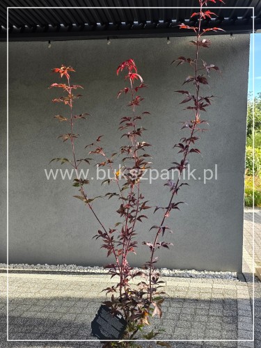 Klon palmowy ‘Twombly’s Red Sentinel’- Acer palmatum H: 150cm