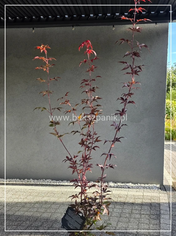 Klon palmowy ‘Twombly’s Red Sentinel’- Acer palmatum H: 150cm