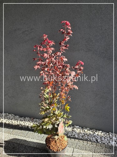 Klon palmowy ‘Ruslyn in the Pink - acer palmatum h: 100cm