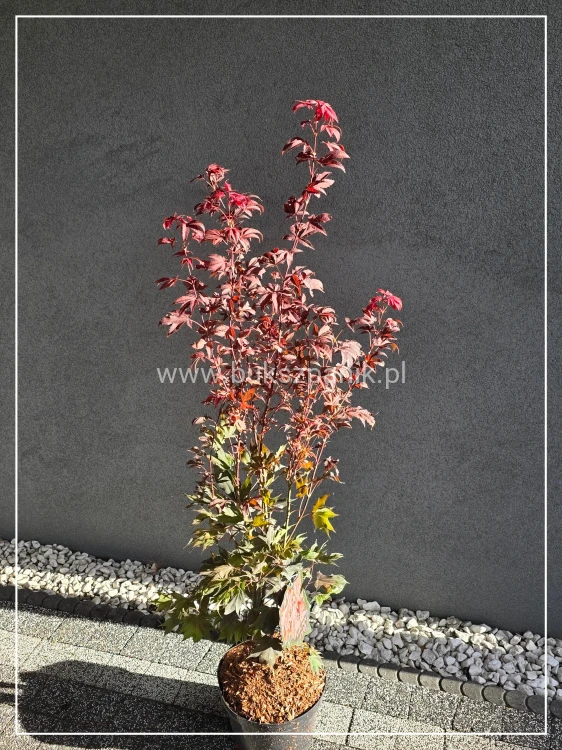 Klon palmowy ‘Ruslyn in the Pink - acer palmatum h: 100cm