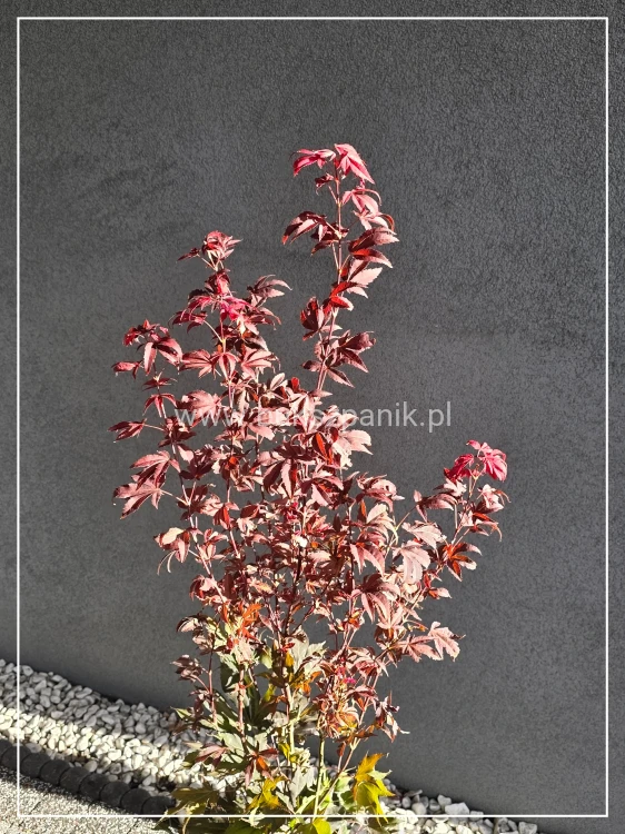 Klon palmowy ‘Ruslyn in the Pink - acer palmatum h: 100cm
