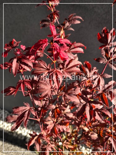 Klon palmowy ‘Ruslyn in the Pink - acer palmatum h: 100cm