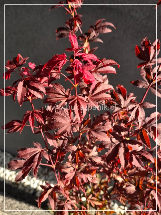 Klon palmowy ‘Ruslyn in the Pink - acer palmatum h: 100cm