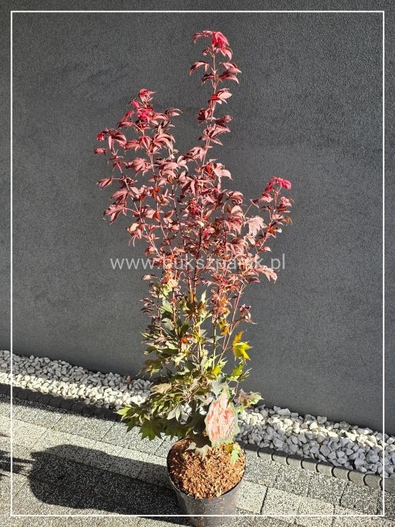 Klon palmowy ‘Ruslyn in the Pink - acer palmatum h: 100cm