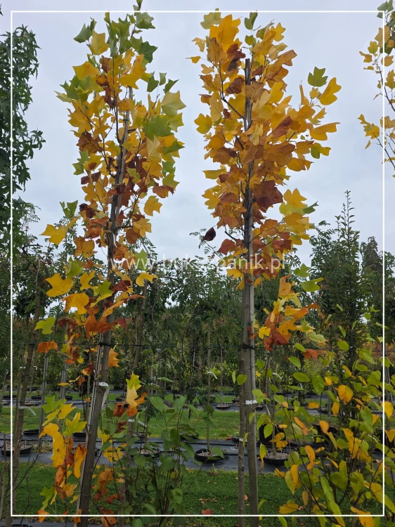 Tulipanowiec amerykański- Liriodendron tulipifera C35l. Ob.8-10cm h: +/-300cm
