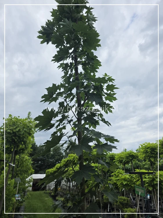 Klon pospolity Warmia- Acer platanoides ob. 10-12cm