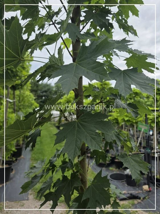 Klon pospolity Warmia- Acer platanoides ob. 10-12cm