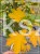 Klon pospolity Warmia- Acer platanoides ob. 10-12cm h: 3m