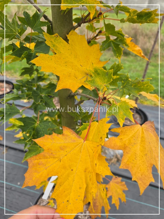 Klon pospolity Warmia- Acer platanoides ob. 10-12cm h: 3m