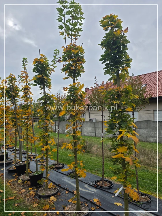 Klon pospolity Warmia- Acer platanoides ob. 10-12cm h: 3m