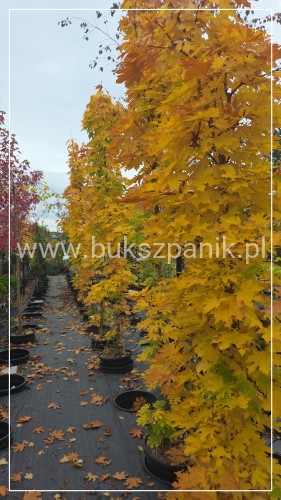 Klon pospolity Warmia- Acer platanoides ob. 10-12cm h: 3m