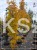 Klon pospolity Warmia- Acer platanoides ob. 10-12cm h: 3m