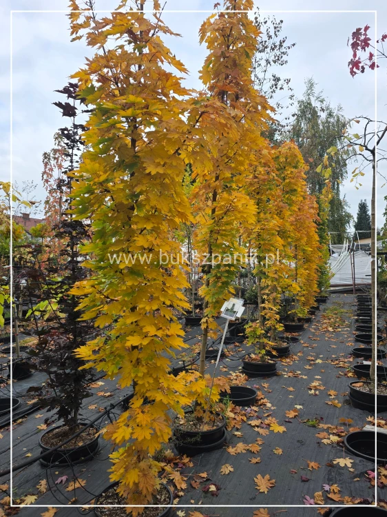 Klon pospolity Warmia- Acer platanoides ob. 10-12cm h: 3m