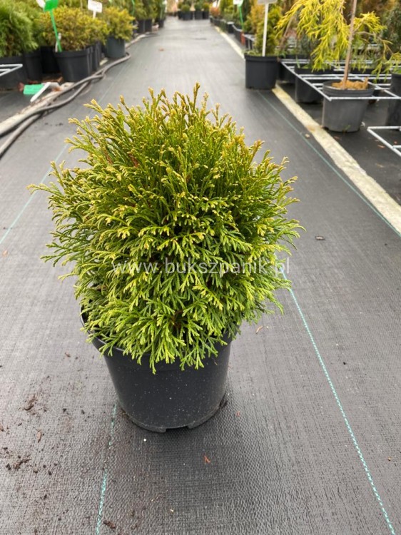 Thuja occidentalis Green Bubble- Żywotnik zachodni