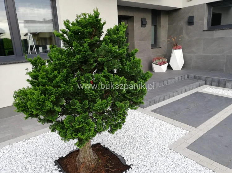 Cyprysik tępołuskowy, japoński 'Nana Gracilis'- Chamaecyparis obtusa C5 20-30cm