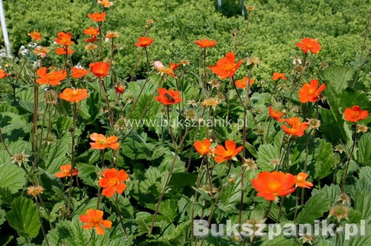Kuklik szkarłatny Geum coccineum