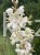 juka ogrodowa - karolińska yucca filamentosa
