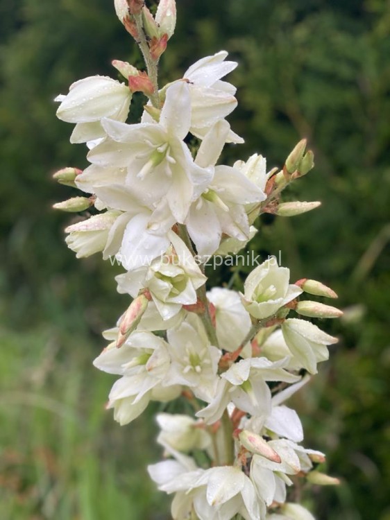 juka ogrodowa - karolińska yucca filamentosa