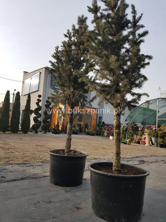 2852.jpg