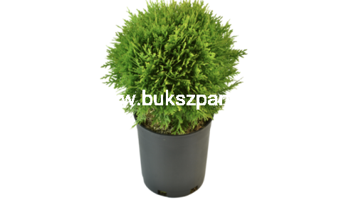 Thuja-Danica-e1482078685426.png