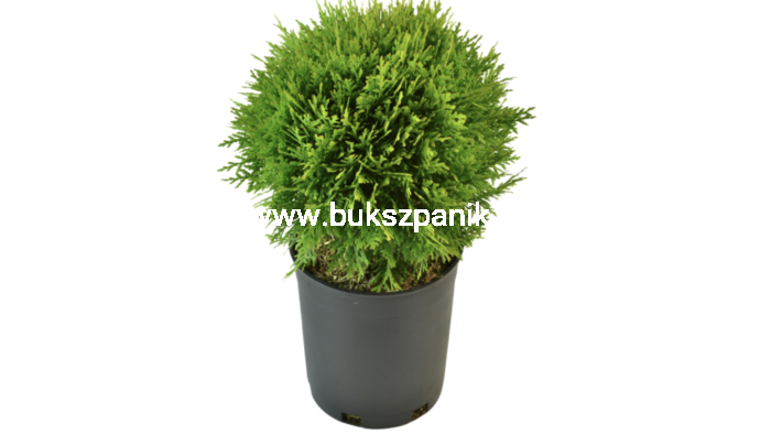 Thuja-Danica-e1482078685426.png