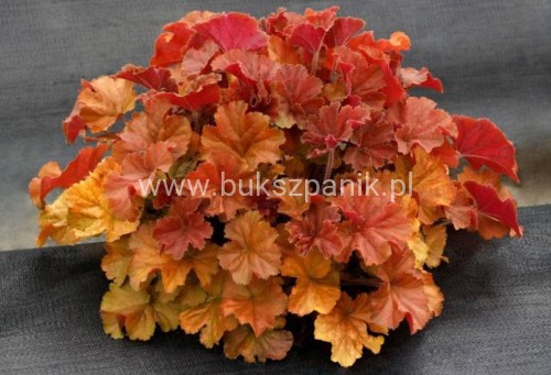 Żurawka Northern Exposure Amber Heuchera