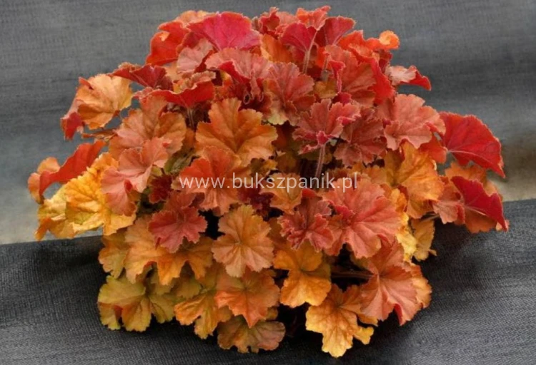Żurawka Northern Exposure Amber Heuchera
