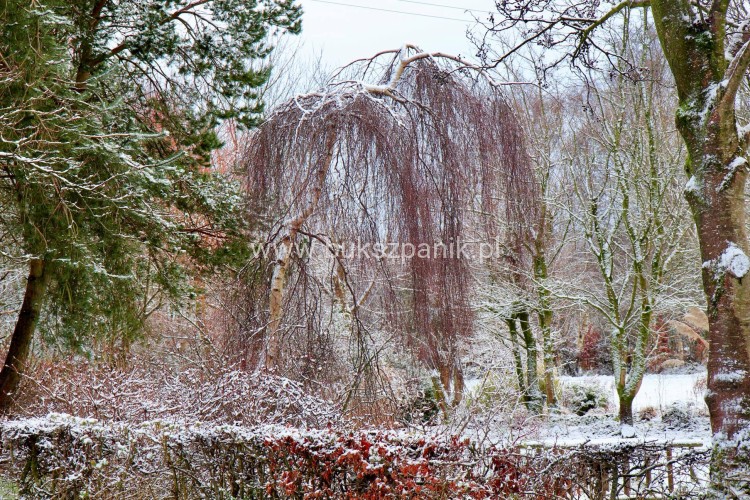 betula youngii.jpg