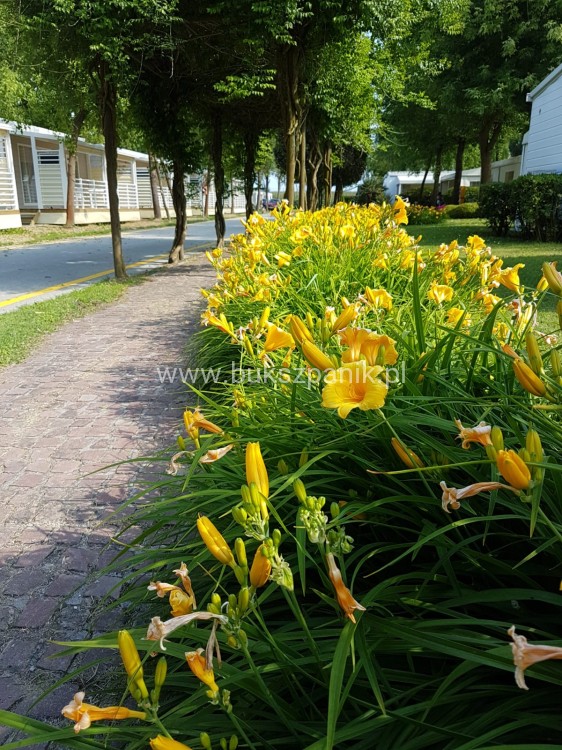 IMG-20190611-WA0010.jpg