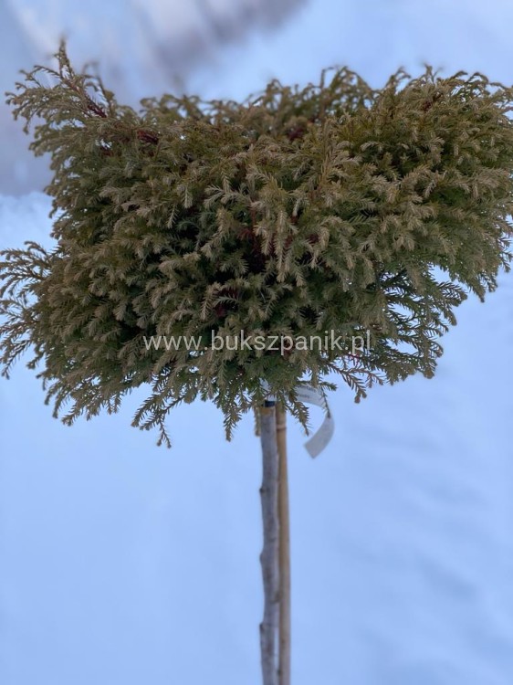 Żywotnik zachodni 'Golden Tuffet'