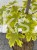 Klon zwyczajny Drummondii- Acer platanoides
