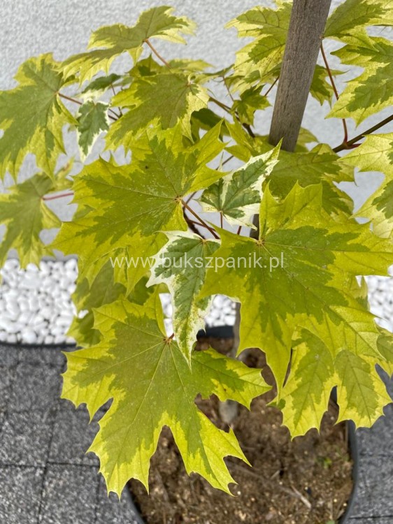 Klon zwyczajny Drummondii- Acer platanoides