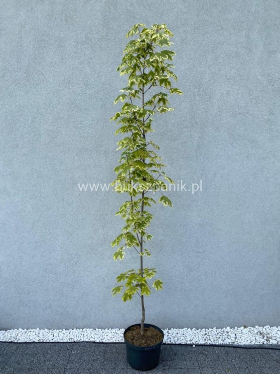 Klon zwyczajny Drummondii- Acer platanoides