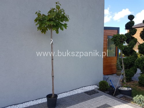 Klon pospolity GLOBOSUM- Acer platanoides