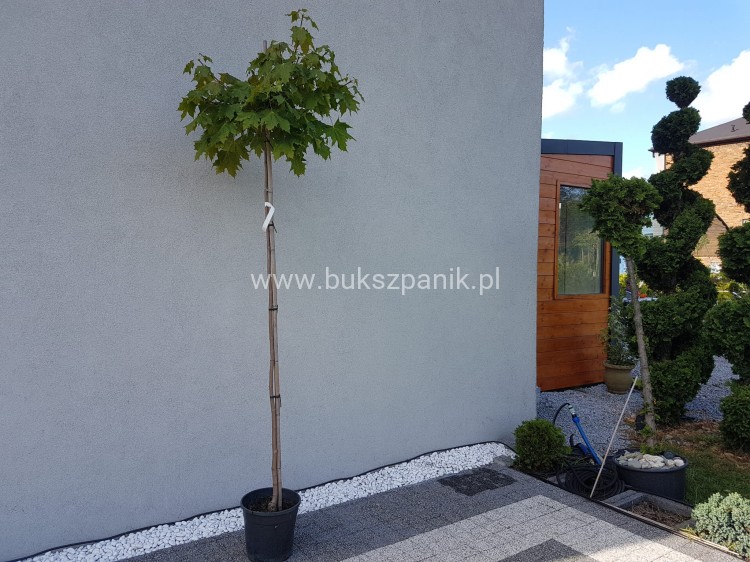 Klon pospolity GLOBOSUM- Acer platanoides
