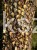 Bluszcz pospolity 'Goldheart'- Hedera helix