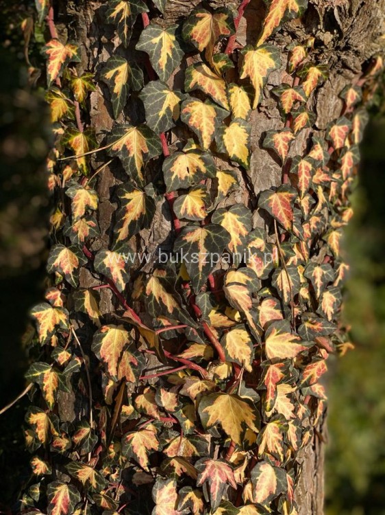 Bluszcz pospolity 'Goldheart'- Hedera helix