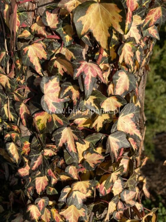 Bluszcz pospolity 'Goldheart'- Hedera helix