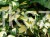 Bluszcz pospolity 'Goldheart'- Hedera helix