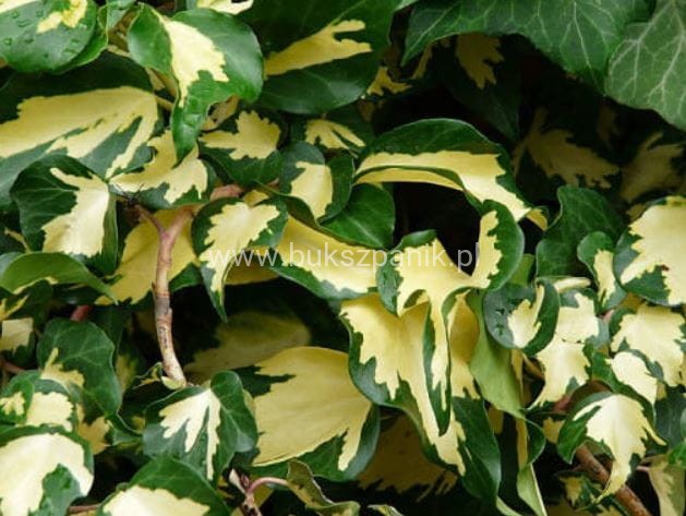 Bluszcz pospolity 'Goldheart'- Hedera helix